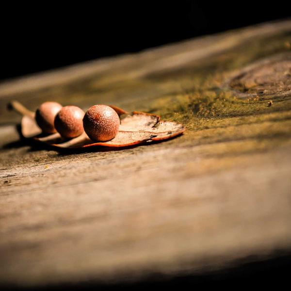 Moringa Protein Blend - Premium Moringa Product