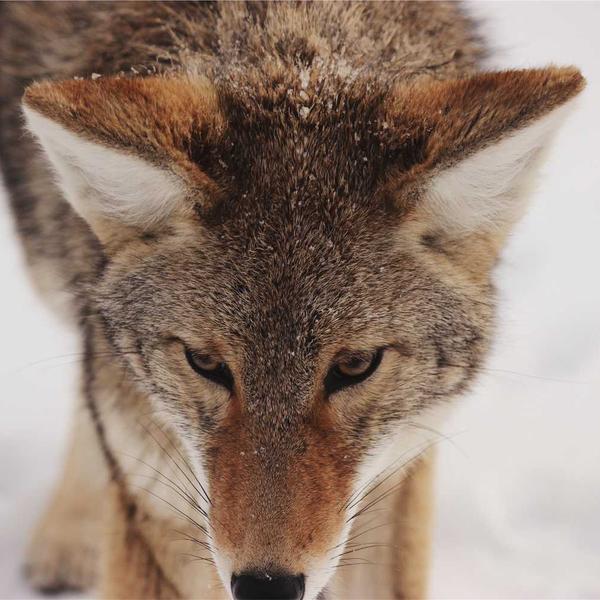 Antioxidant Superfood Mix - Premium Moringa Product