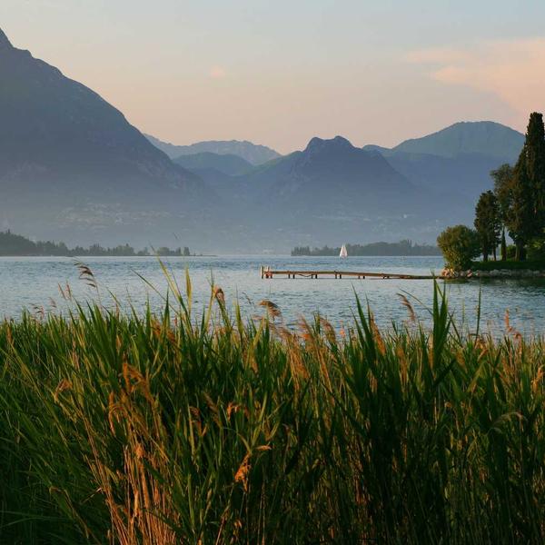 Moringa Tulsi Tea - Premium Moringa Product